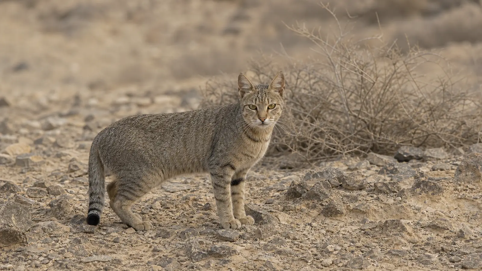 An African wildcat (Felis lybica) standing on rocky desert terrain, ears alert and tabby coat blending with surroundings